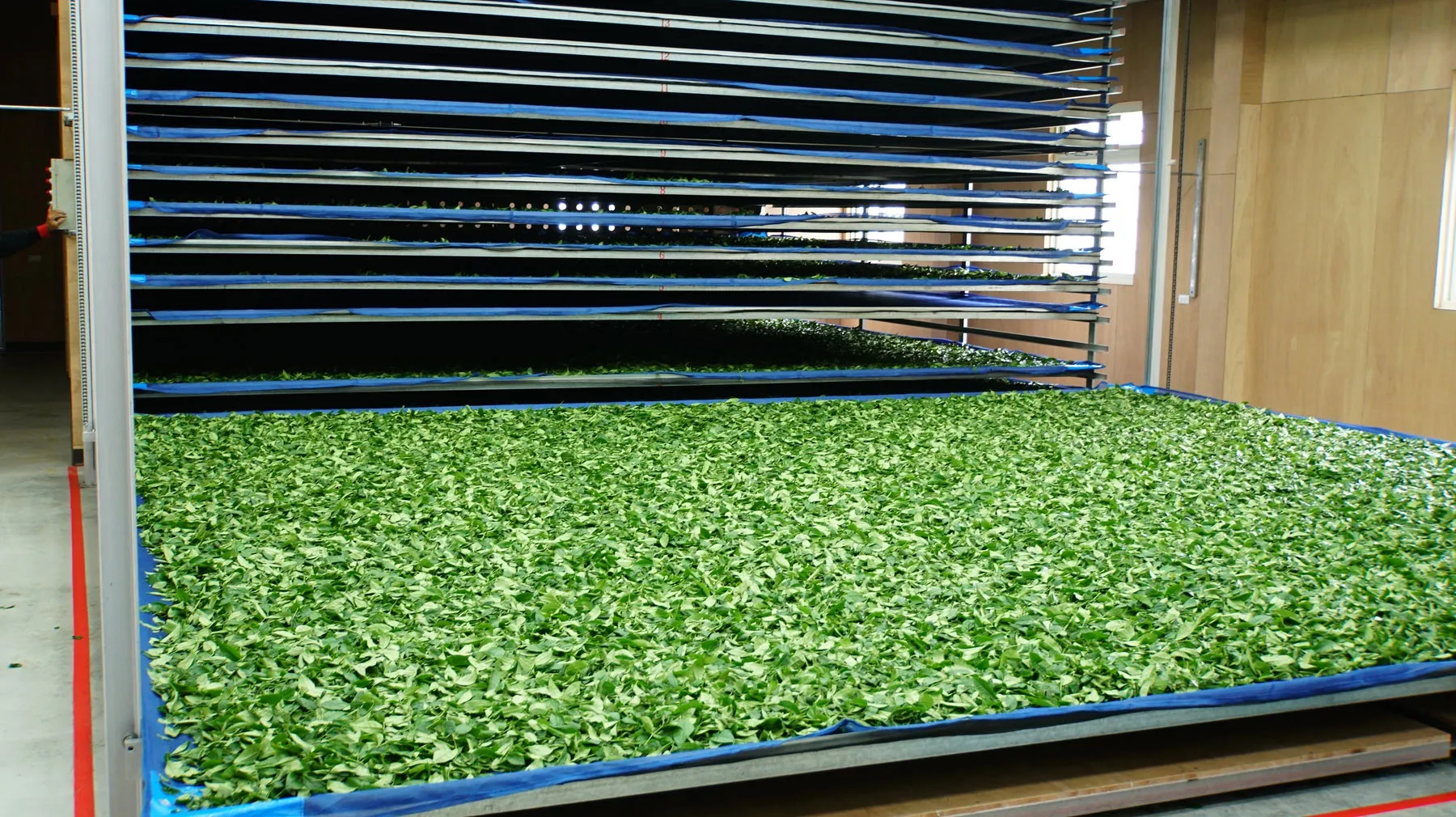 Gohobi Premium Roasted Oolong Tea 大坪-炭烏龍