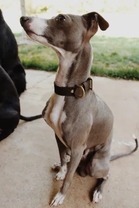 The “Ralphie” Collar