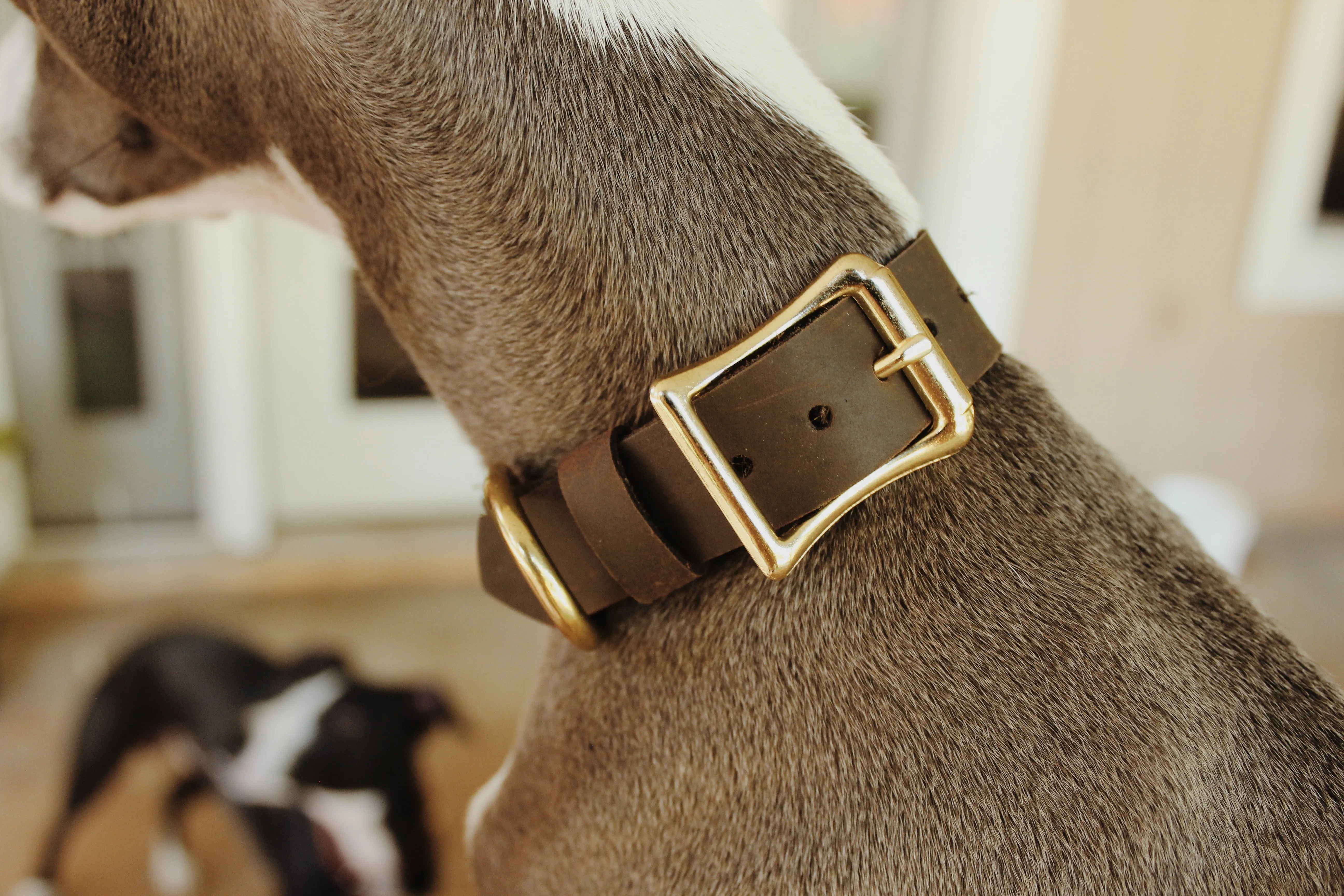 The “Ralphie” Collar